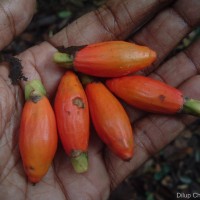 Areca concinna Thwaites